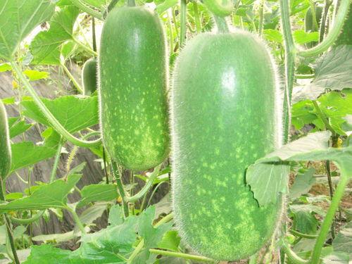 吃瓜24集全集免费下载,揭秘剧情高潮与精彩瞬间  第2张