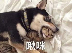 二狗爆料秋莎视频,秋莎视频内容大揭秘