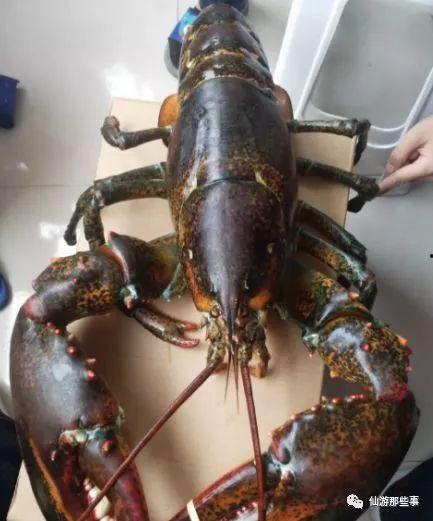 骚年龙虾爆料视频播放在线观看,视频内容抢先看,在线观看不容错过! 第2张 骚年龙虾爆料视频播放在线观看,视频内容抢先看,在线观看不容错过! 第2张